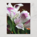 Search for white lilly postcards Lily