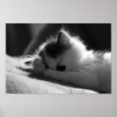 Search for jessie art Cat