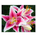 Search for stamen posters Botany