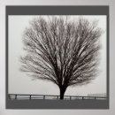 Search for large tree posters Photograph