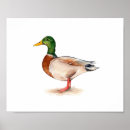 Search for mallard duck painting posters Bird