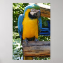 Search for gold macaw posters Colourful