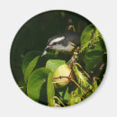Search for eating magnets Yellow