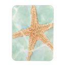 Search for sea shell magnets Star fish