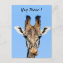 Search for giraffe looking postcards Africa