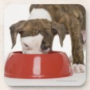 Search for pitbull coasters Animal