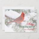 Search for juniper cards Avian