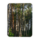 Search for birch tree magnets Landscape