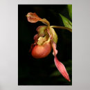 Search for lady slipper art Floral