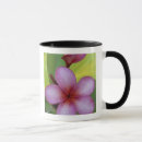 Search for plumeria flowers mugs Pink