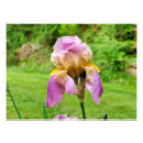 Search for pink iris posters Beautiful