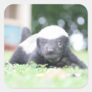 Search for honey badger stickers Wildlife