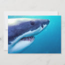 Search for great white cards Jaws