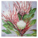 Search for protea coasters Pink