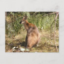 Search for wallabies postcards Animals