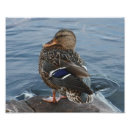 Search for duck billed Lake