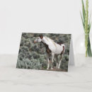 Search for mustangs cards Pinto