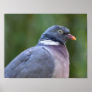 Search for wood pigeon posters Nature