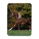 Search for arabs magnets Horse