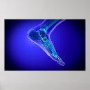 Search for ankles posters Anatomy