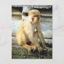Search for monkey photos postcards Asia