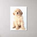 Search for studio pet supplies Close up