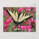 Search for birds and blooms postcards Ornithology
