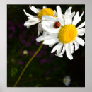 Search for daisy flower art Summer