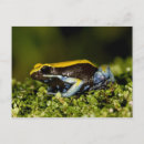 Search for vertebrate postcards Frog