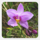 Search for orchid flower stickers Photography