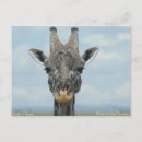 Search for girafe postcards Animal
