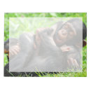 Search for chimpanzees cards invites Primate
