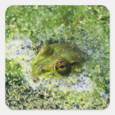 Search for square eyes stickers Wildlife