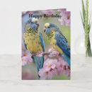 Search for budgie cards Bird