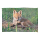 Search for fox pillowcases Animals in the wild