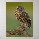 Search for hoot posters Wise