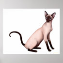 Search for siamese cat art Seal point