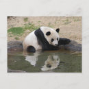 Search for panda lovers postcards Animal