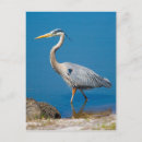 Search for wading postcards Birds