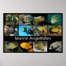 Search for angelfish art Reef