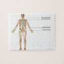 Search for body parts puzzles Front view