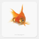 Search for one eye stickers Animal