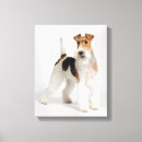 Search for fox terrier posters Animal