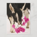 Search for domestical postcards Domestic animals