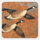 Search for canada geese stickers Wildlife