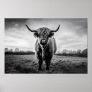 Search for scottish posters Cattle