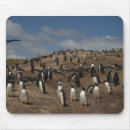 Search for colonial mouse mats Colony