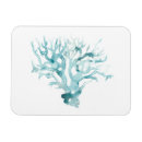 Search for coral magnets Sealife