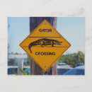 Search for gators postcards Alligator