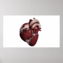 Search for human heart posters Ventricle